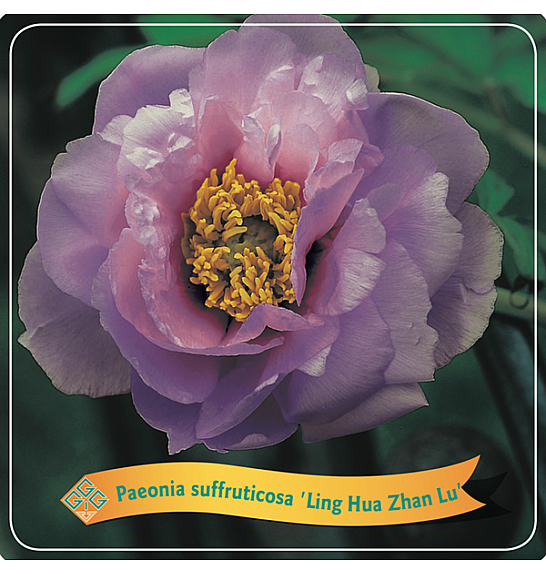 Paeonia suffruticosa Ling Hua Zhan Lu C5 Lit.