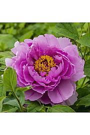 Paeonia suffruticosa Ling Hua Zhan Lu C5 Lit.