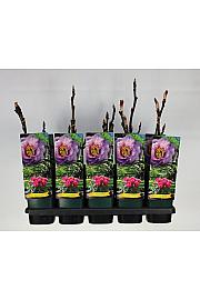 Paeonia suffruticosa Ling Hua Zhan Lu C2 Lit.