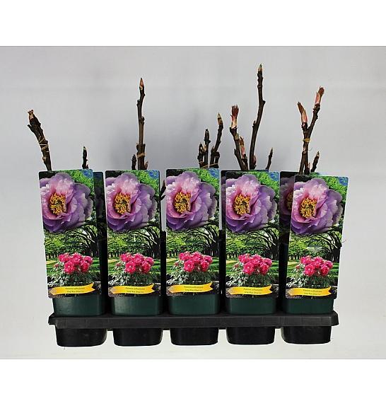 Paeonia suffruticosa Ling Hua Zhan Lu C2 Lit.