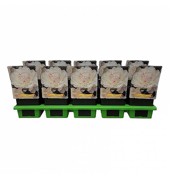 Paeonia lactiflora Festiva Maxima Ø11