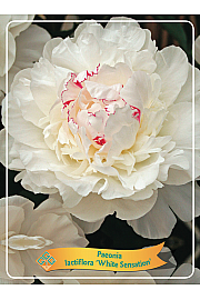 Paeonia lactiflora White Sensation Ø11