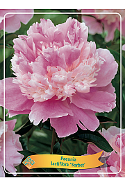Paeonia lactiflora Sorbet Ø11