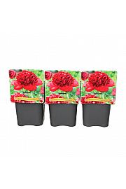 Paeonia lactiflora Red Magic C5 Lit.