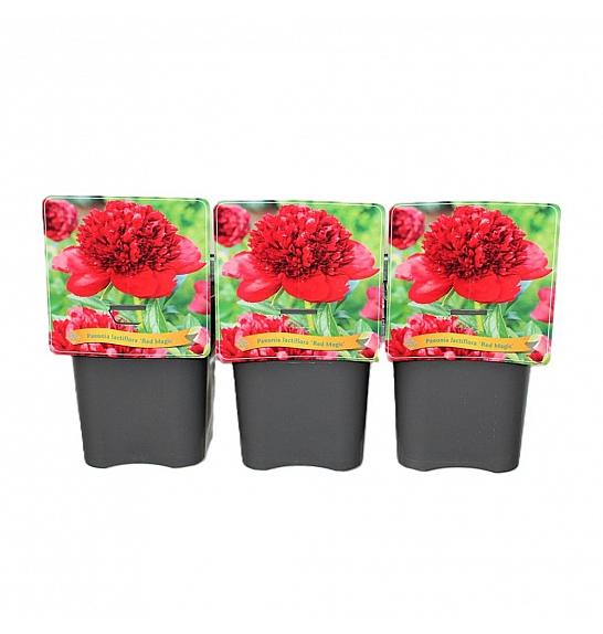 Paeonia lactiflora Red Magic C5 Lit.