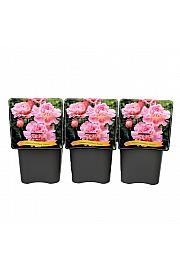 Paeonia lactiflora Pecher C5 Lit.