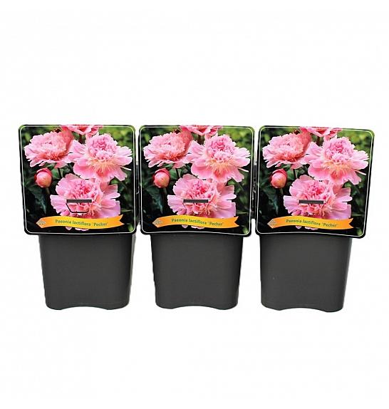 Paeonia lactiflora Pecher C5 Lit.