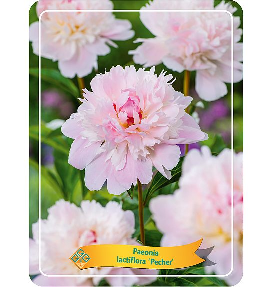 Paeonia lactiflora Peche Ø11