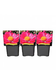 Paeonia lactiflora Nymphe C5 Lit.