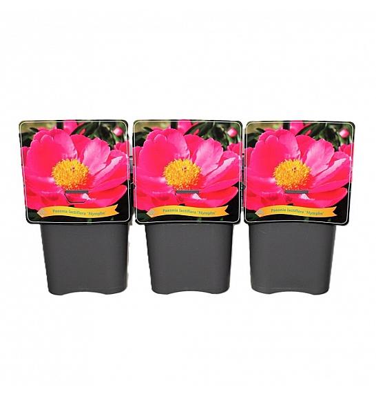 Paeonia lactiflora Nymphe C5 Lit.