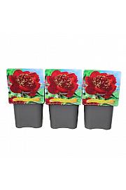 Paeonia lactiflora Nippon Beauty C5 Lit.