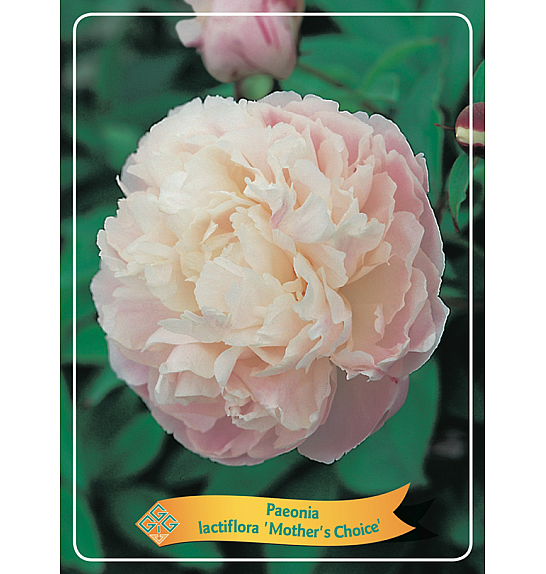 Paeonia lactiflora Mothers Choice Ø11