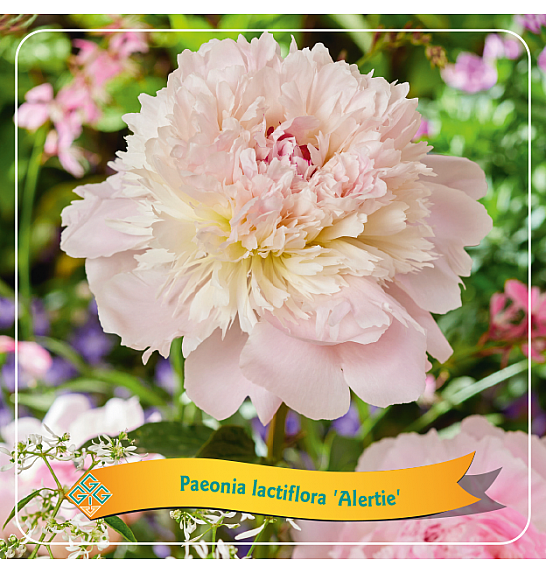 Paeonia lactiflora Alertie C5 Lit.