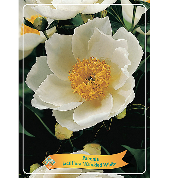 Paeonia lactiflora Krinkled White Ø11