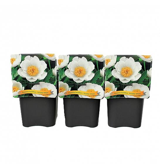 Paeonia lactiflora Krinkle White C5 Lit.