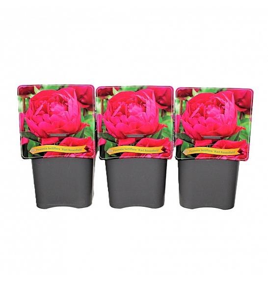 Paeonia lactiflora Karl Rosenfield C5 Lit.