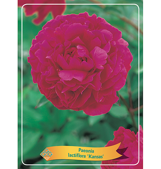 Paeonia lactiflora Kansas Ø11