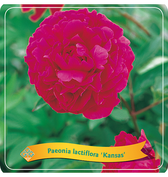 Paeonia lactiflora Kansas C5 Lit.