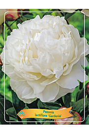 Paeonia lactiflora Gardenia Ø11