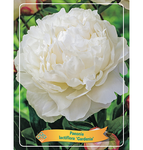 Paeonia lactiflora Gardenia Ø11