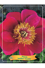 Paeonia lactiflora Eventide Ø11