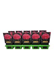 Paeonia lactiflora Edulis Superba Ø11