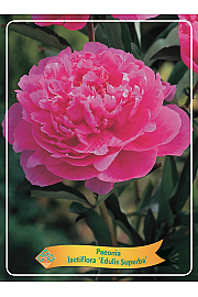 Paeonia lactiflora Edulis Superba Ø11