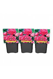 Paeonia lactiflora Edulis Superba C5 Lit.