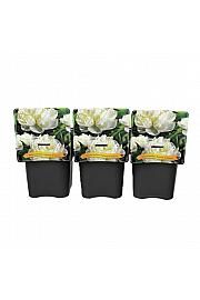 Paeonia lactiflora Duchesse de Nemours C5 Lit.