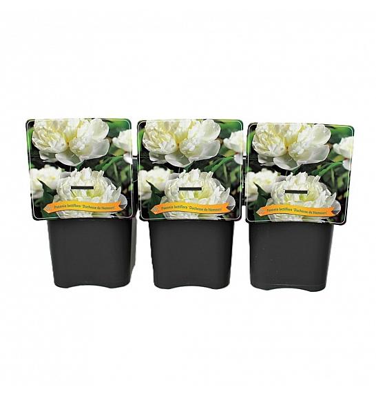 Paeonia lactiflora Duchesse de Nemours C5 Lit.