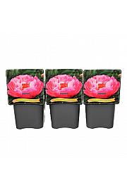 Paeonia lactiflora Coral Sunset C5 Lit.