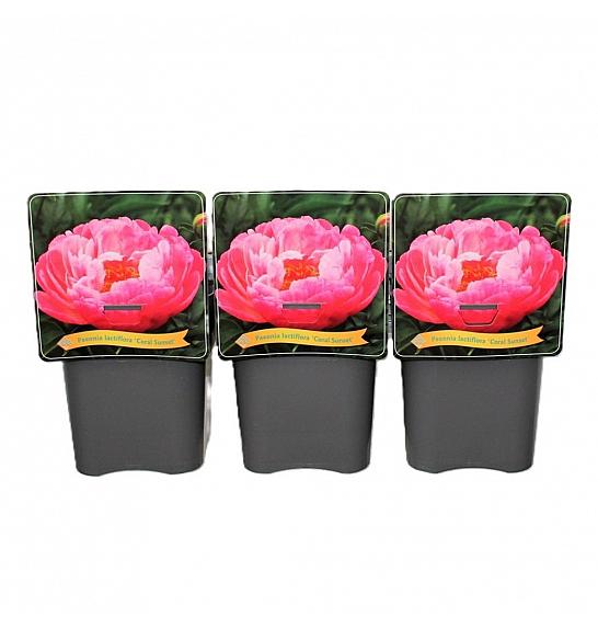 Paeonia lactiflora Coral Sunset C5 Lit.