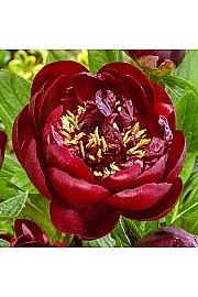 Paeonia lactiflora Buckeye Belle Ø11