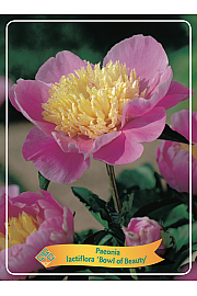 Paeonia lactiflora Bowl of Beauty Ø11