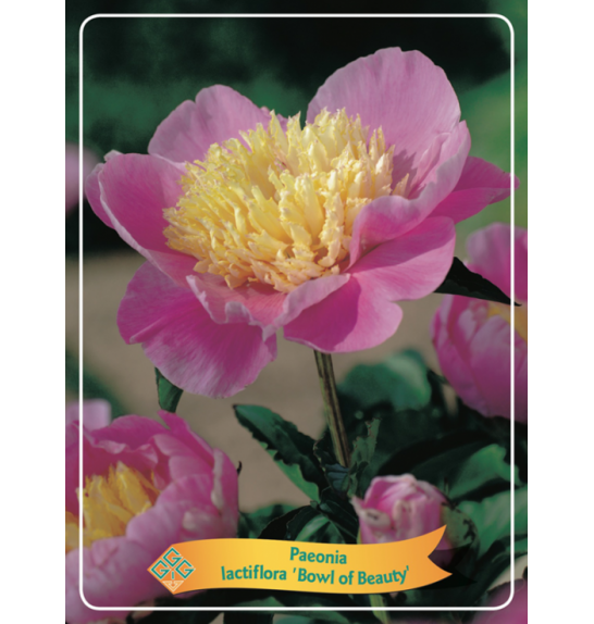 Paeonia lactiflora Bowl of Beauty Ø11