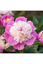 Paeonia lactiflora Bowl of Beauty C5 Lit.