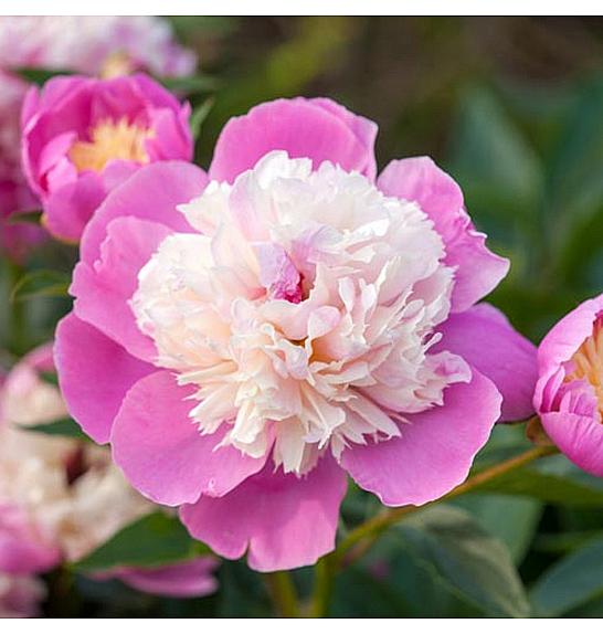 Paeonia lactiflora Bowl of Beauty C5 Lit.