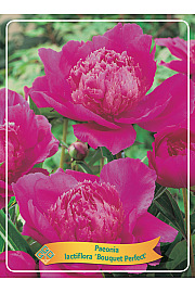 Paeonia lactiflora Bouquet Perfect Ø11