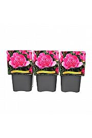 Paeonia lactiflora Bouquet Perfect C5 Lit.