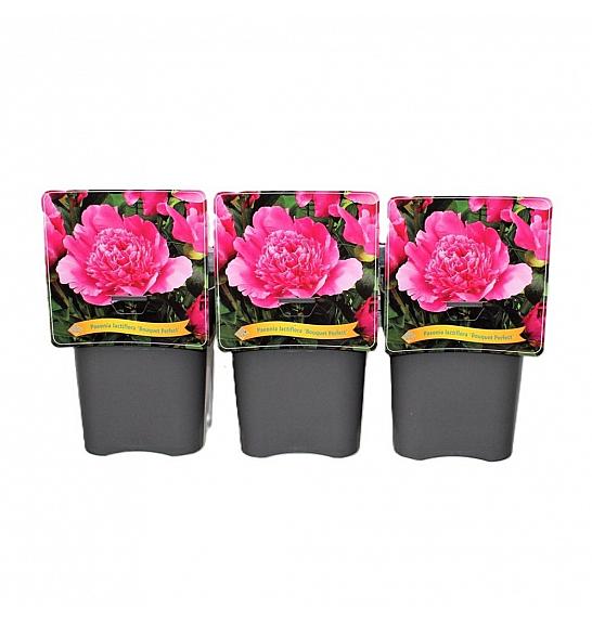 Paeonia lactiflora Bouquet Perfect C5 Lit.