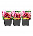 Paeonia itoh Pink Double Dandy C5 Lit.