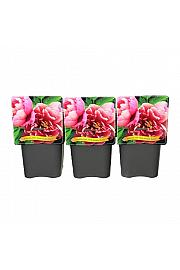 Paeonia itoh Pink Double Dandy C5 Lit.