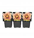 Paeonia itoh Pastel Splendor C5 Lit.