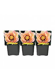 Paeonia itoh Pastel Splendor C5 Lit.