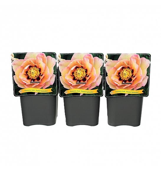 Paeonia itoh Pastel Splendor C5 Lit.