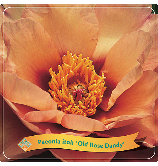 Paeonia itoh Old Rose Dandy C5 Lit.