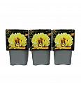 Paeonia itoh Lemon Dream C5 Lit.