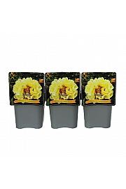 Paeonia itoh Lemon Dream C5 Lit.