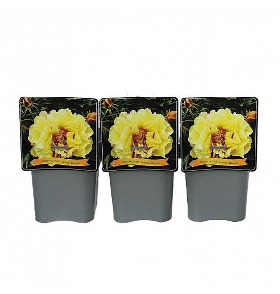 Paeonia itoh Lemon Dream C5 Lit.