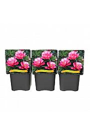 Paeonia itoh First Arrival C5 Lit.